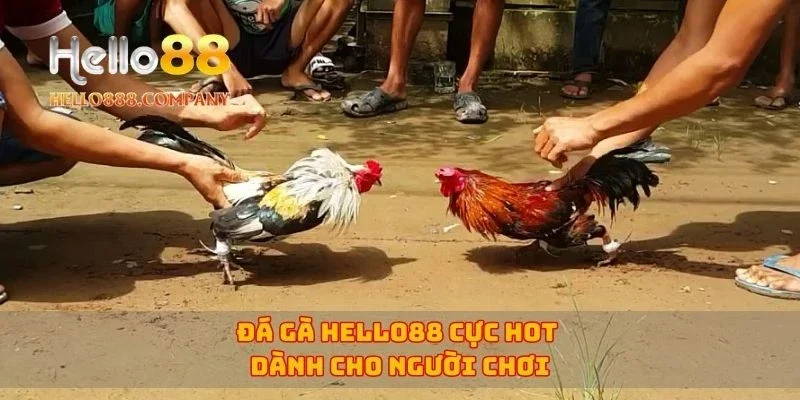 Đá gà Hello88 cực hot dành cho người chơi