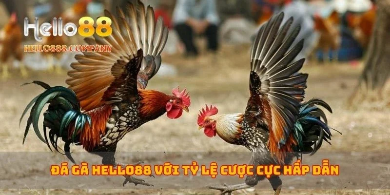 Đá gà Hello88 với tỷ lệ cược cực hấp dẫn