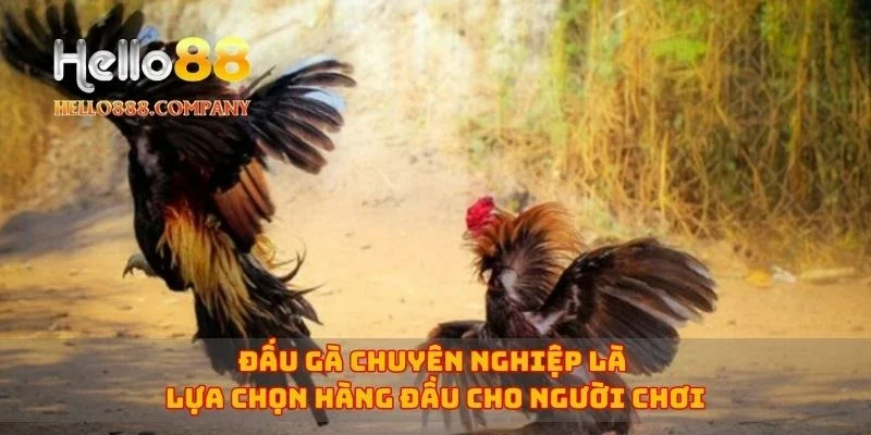 Đấu gà chuyên nghiệp là lựa chọn hàng đầu cho người chơi