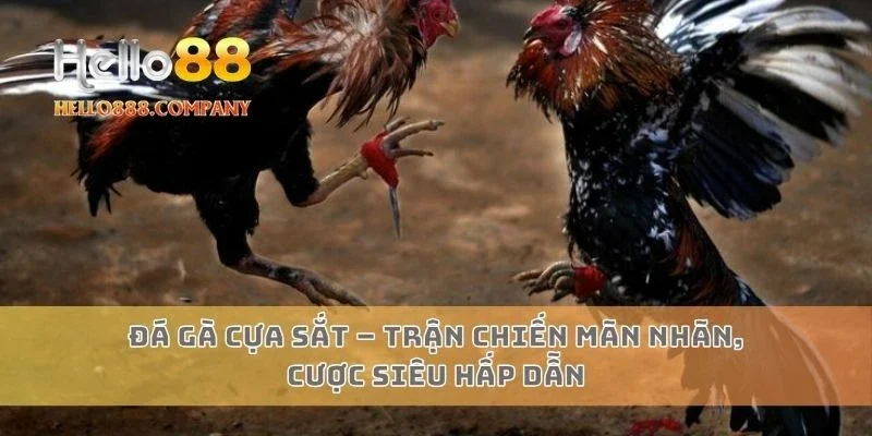 Đá gà cựa sắt – Trận chiến mãn nhãn, cược siêu hấp dẫn