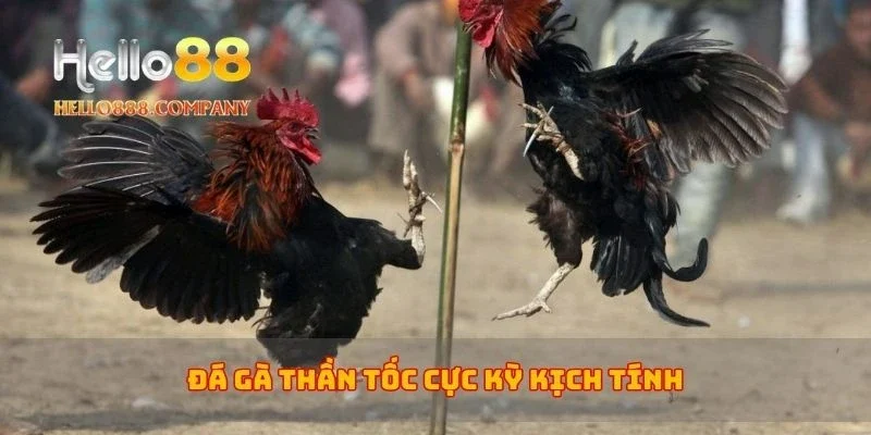 Đá gà thần tốc cực kỳ kịch tính