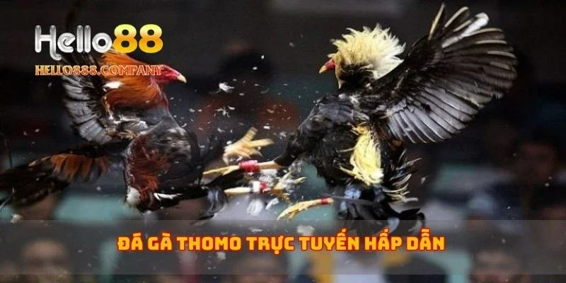 Đá gà Thomo trực tuyến hấp dẫn