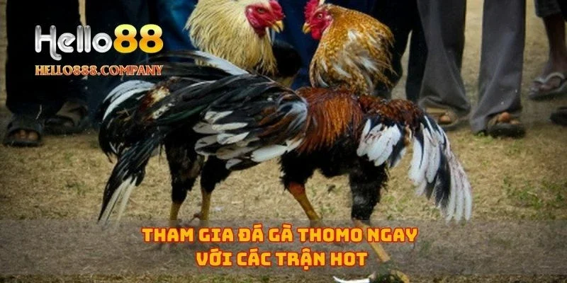 Tham gia đá gà Thomo ngay với các trận hot