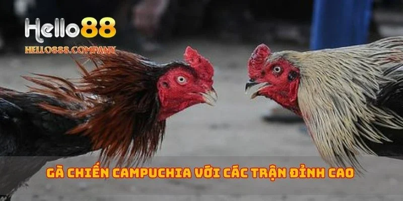 Gà Chiến Campuchia với các trận đỉnh cao